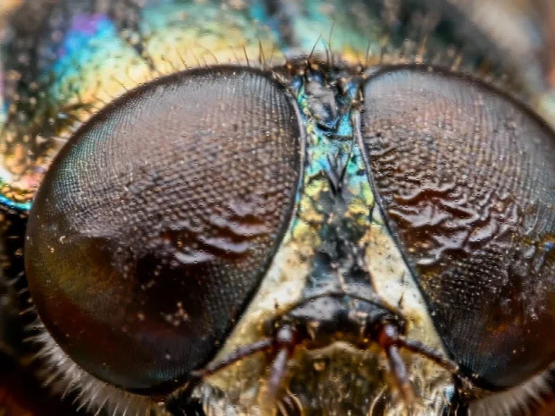 HSP90 as an evolutionary capacitor drives adaptive eye size reduction via atonal – Nature Communications