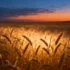 Wheat’s Chronobiology: Unlocking Crop Resilience Through Circadian Science