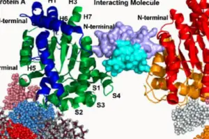 New Targeted Glue Technology Opens Doors to "Undruggable" Pr - According to Nature, researchers have developed a novel target